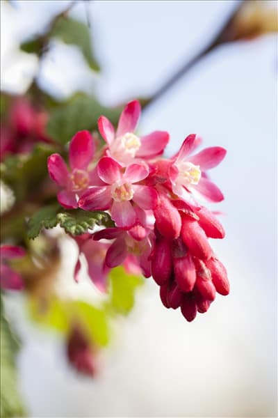Ribes sanguineum