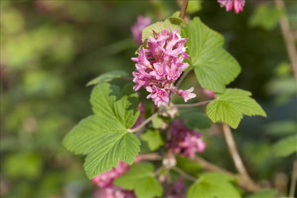 Ribes sanguineum
