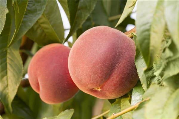 Prunus persica