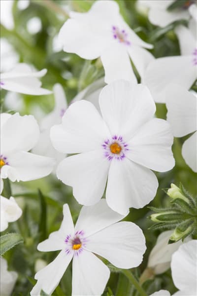Phlox subulata
