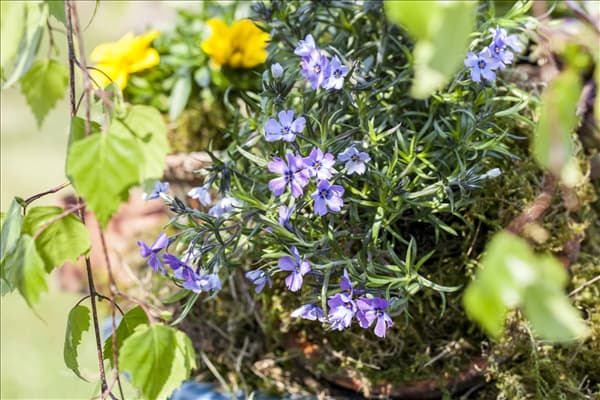 Phlox subulata