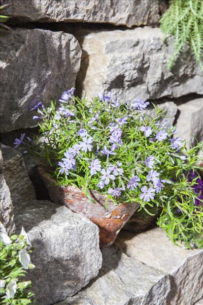 Phlox subulata