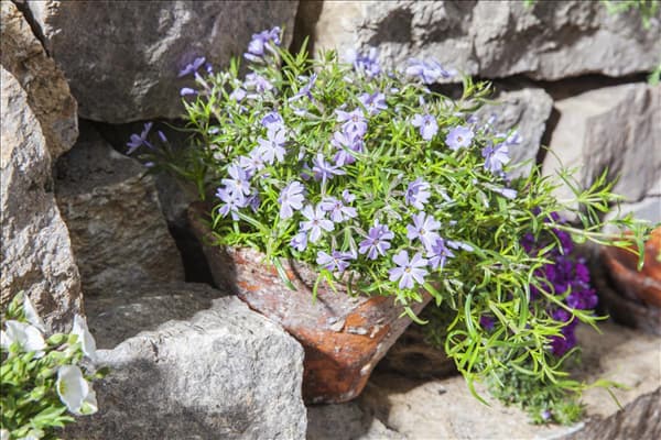 Phlox subulata