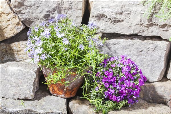Phlox subulata