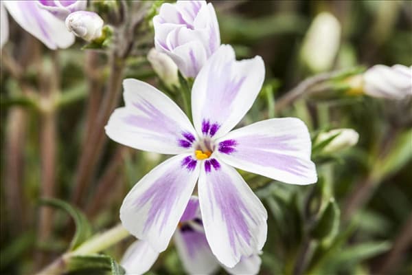 Phlox subulata