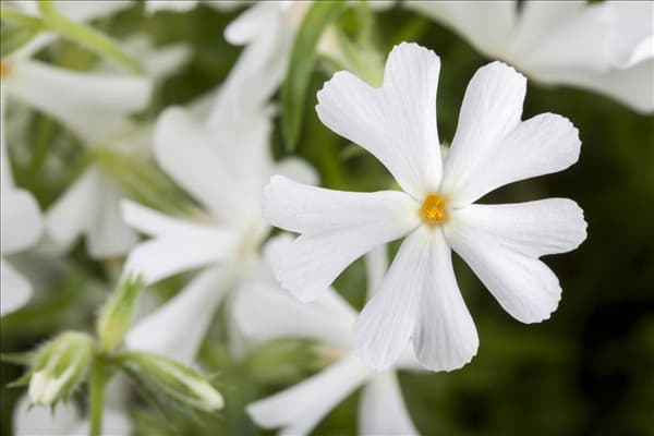 Phlox subulata