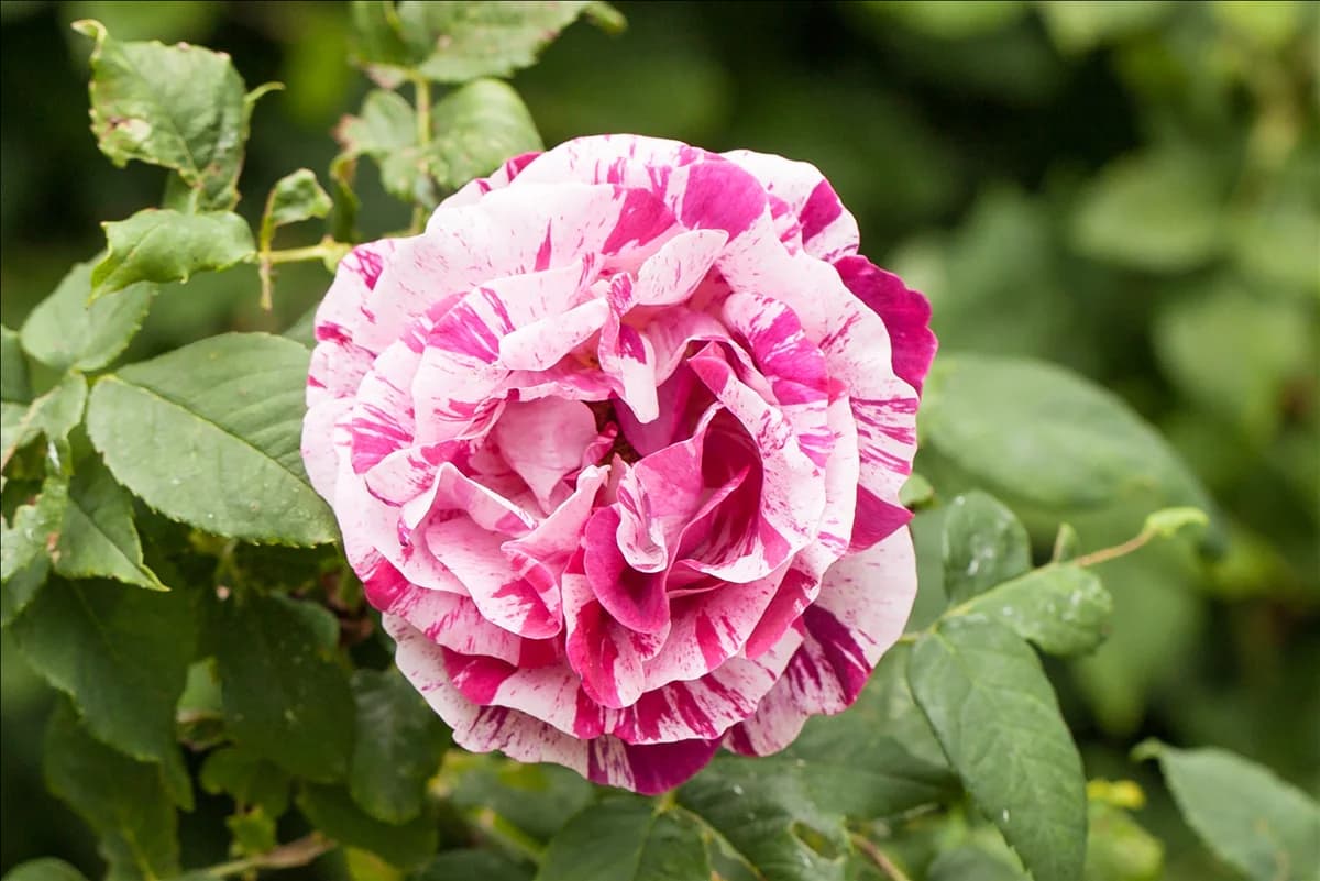 Rosa x damascena Portland-Rose