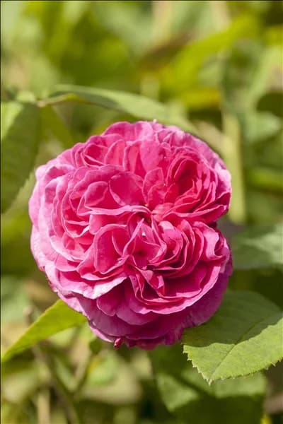 Rosa x damascena