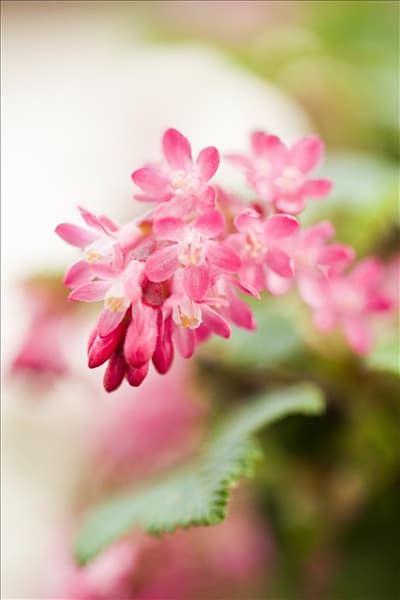 Ribes sanguineum 'King Edward VII'