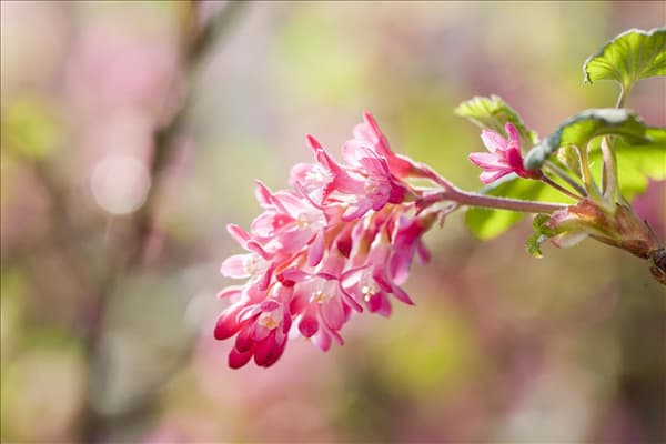 Ribes sanguineum 'King Edward VII'