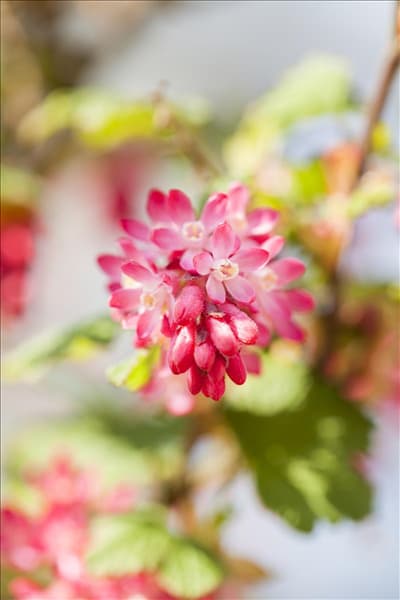 Ribes sanguineum 'King Edward VII'