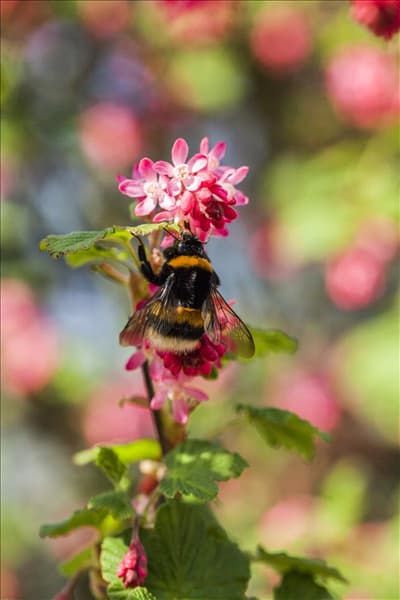 Ribes sanguineum 'King Edward VII'
