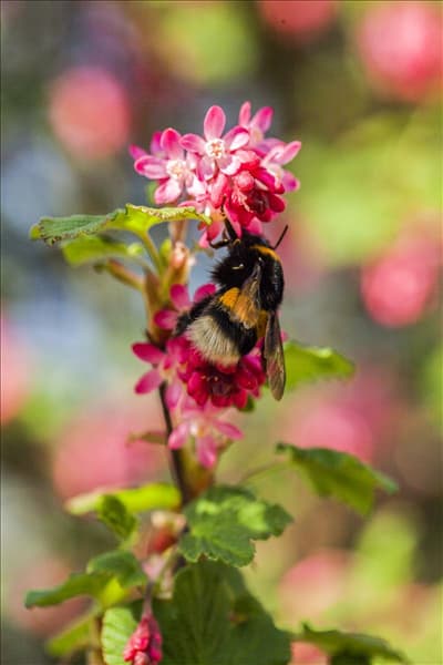 Ribes sanguineum 'King Edward VII'
