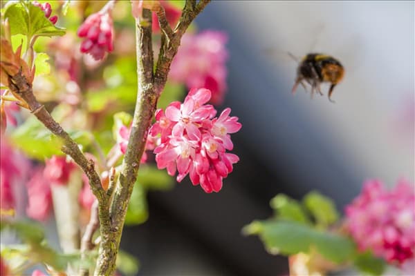 Ribes sanguineum 'King Edward VII'