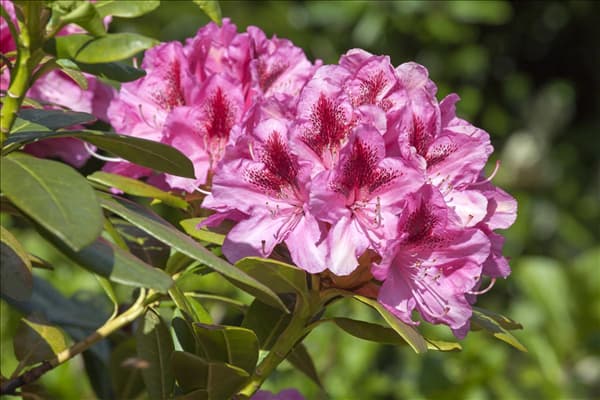 Rhododendron 'Cosmopolitan'