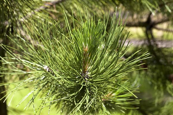 Pinus