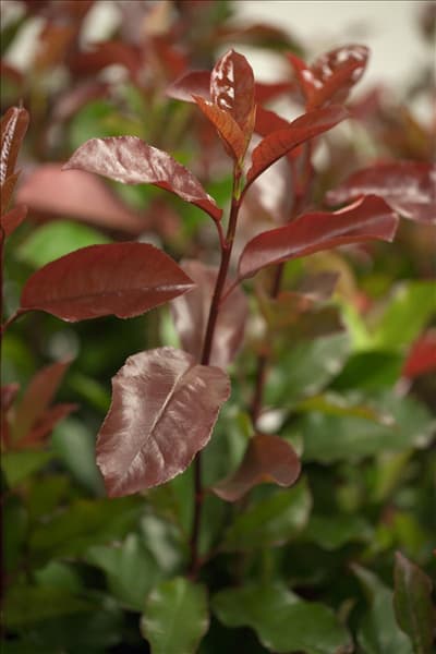 Photinia fraseri 'Camilvy'
