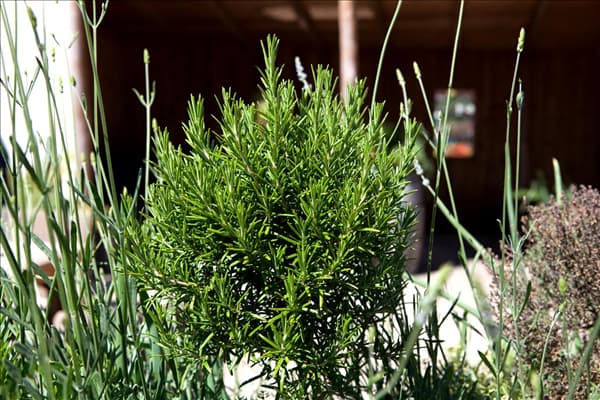 Rosmarinus officinalis