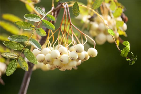 Sorbus koehneana