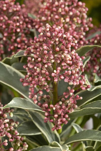 Skimmia japonica 'Mystic Marlot'