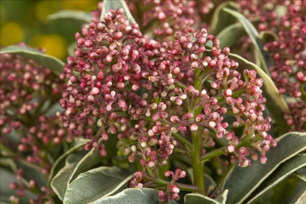 Skimmia japonica 'Mystic Marlot'