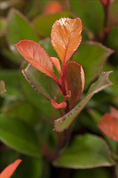 Photinia fraseri 'Little Red Robin'