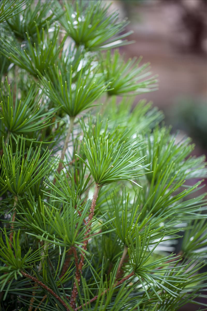Sciadopitys verticillata