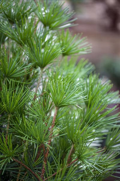 Sciadopitys verticillata