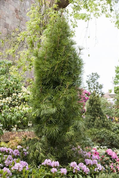 Sciadopitys verticillata