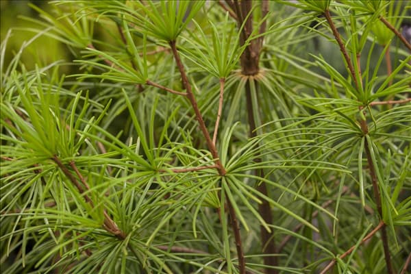 Sciadopitys verticillata