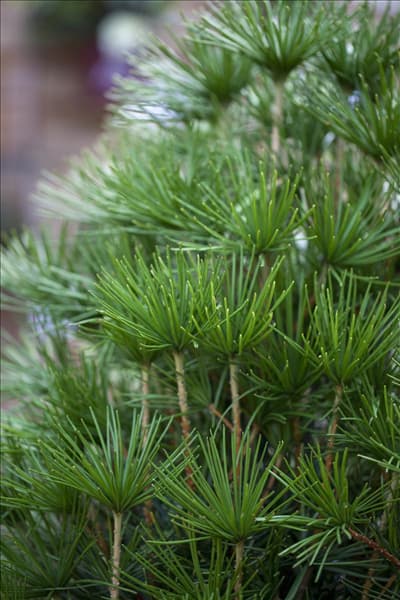 Sciadopitys verticillata