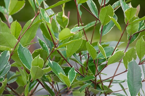 Photinia fraseri 'Louise'(s)