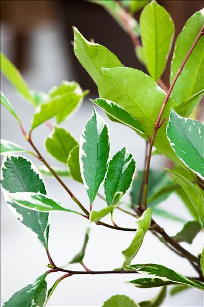 Photinia fraseri 'Louise'(s)