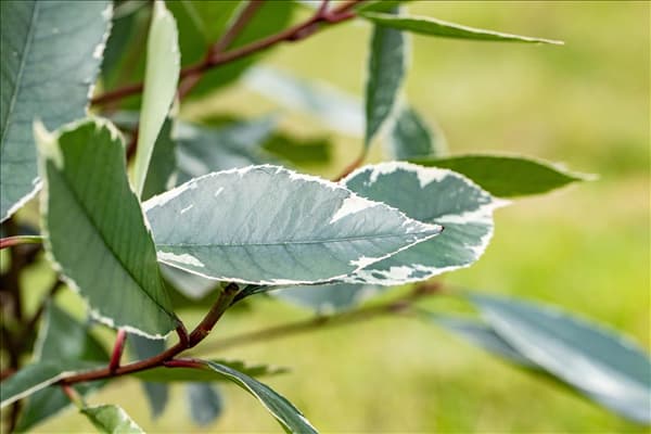 Photinia fraseri 'Louise'(s)