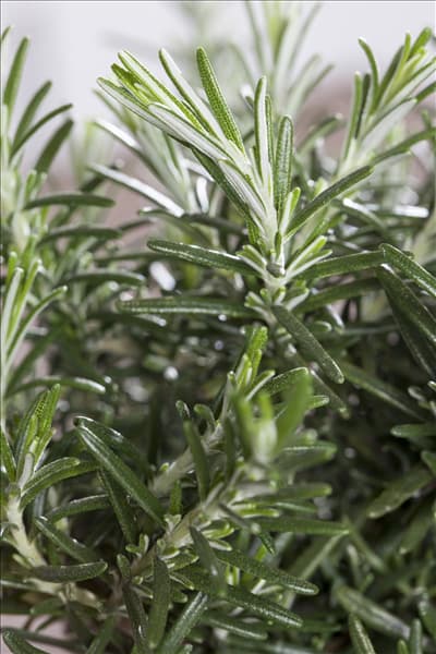 Rosmarinus officinalis 'Prostratus'