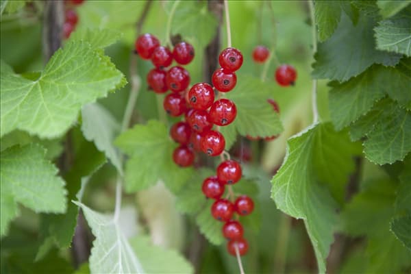Ribes rubrum