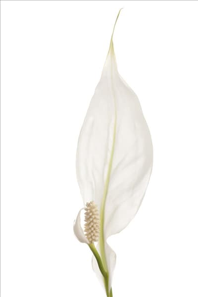 Spathiphyllum floribundum