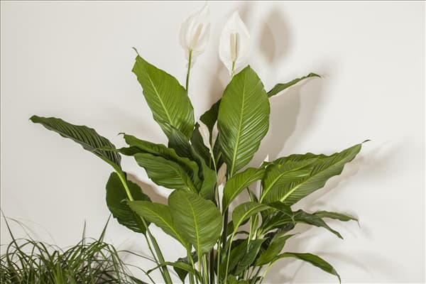 Spathiphyllum floribundum