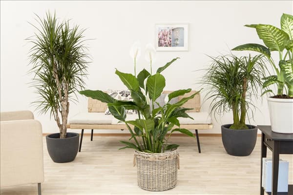 Spathiphyllum floribundum