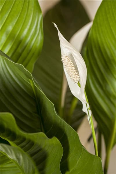 Spathiphyllum floribundum