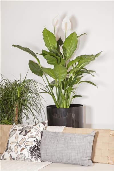 Spathiphyllum floribundum