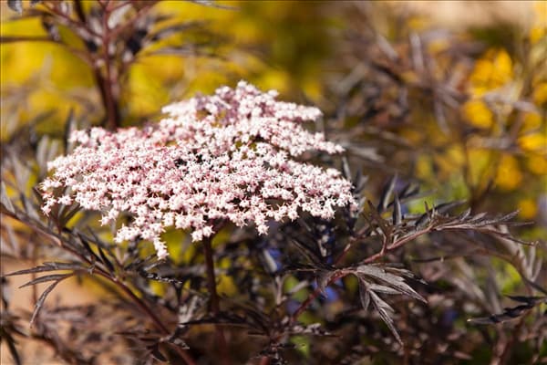 Sambucus nigra 'Black Lace'(s)