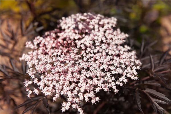 Sambucus nigra 'Black Lace'(s)