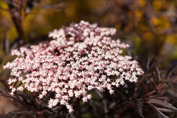 Sambucus nigra 'Black Lace'(s)