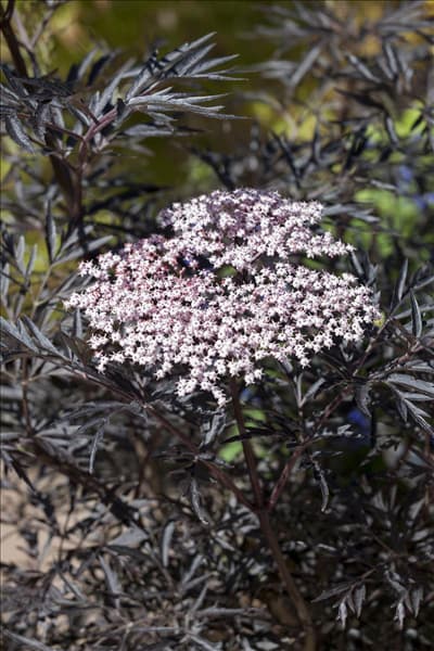 Sambucus nigra 'Black Lace'(s)