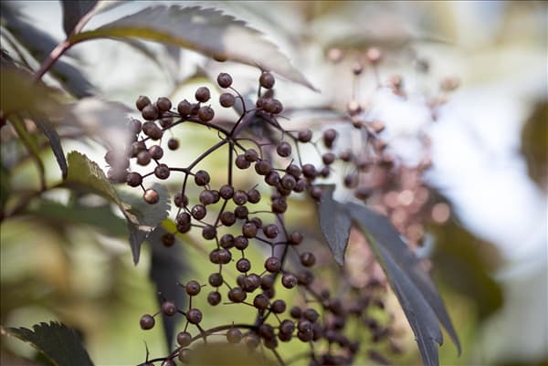 Sambucus nigra 'Black Lace'(s)