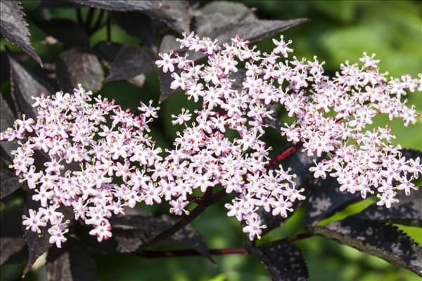 Sambucus nigra 'Black Lace'(s)
