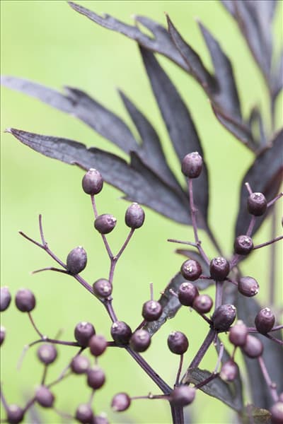 Sambucus nigra 'Black Lace'(s)
