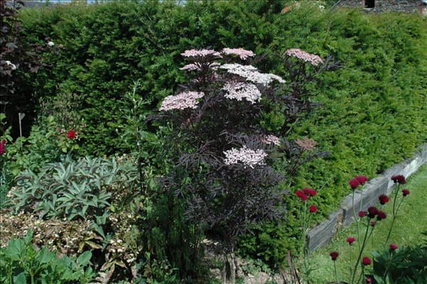 Sambucus nigra 'Black Lace'(s)