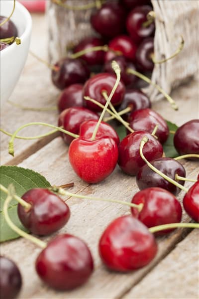 Prunus avium